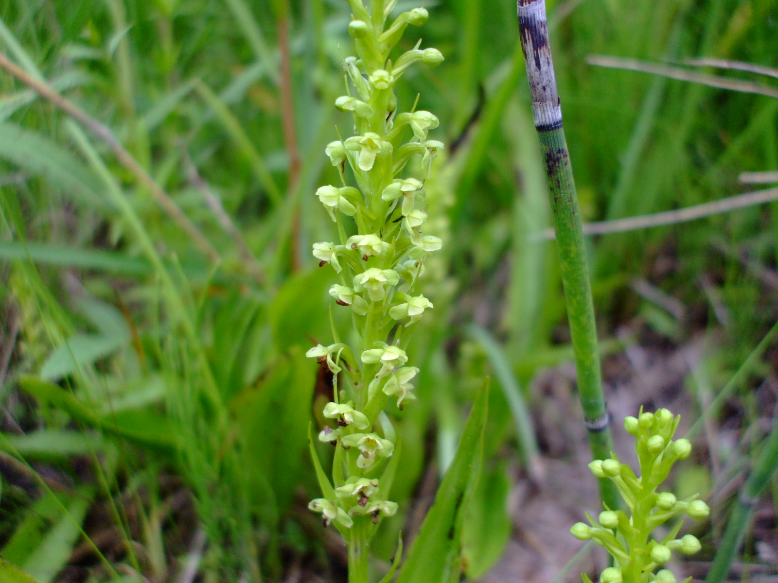 Platanthera flava